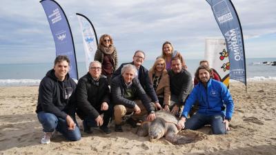 Pradas allibera a les platges de la serra d’Irta la 777a tortuga recuperada a l’Oceanogràfic des de 2007